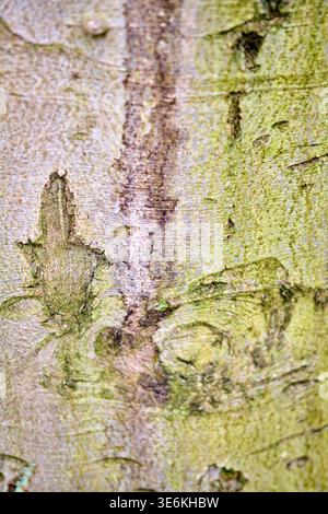 Detailed close-up of fagus sylvatica tree bark highlighting natural textures and green moss coverage. Soft light enhances subtle colors and organic pa Stock Photo
