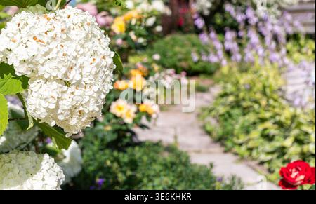 Close-up of white hydrangea flowers in a lush garden, surrounded by various colorful blooms and a stone path leading through greenery, creating a vibr Stock Photo