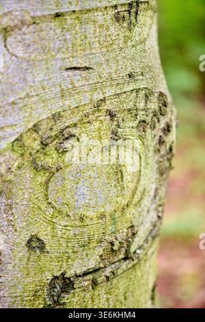 Detailed view of smooth bark on fagus sylvatica tree trunk showing carved initials, with soft natural green background in forest setting. Subtle light Stock Photo
