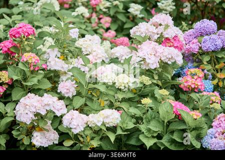 Vibrant hydrangea flowers in pink, white, and purple hues bloom abundantly amidst lush green leaves. Sunlit garden scene showcases diverse hydrangea c Stock Photo