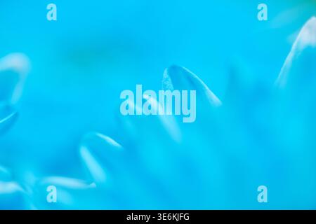 Detailed macro view of blue chrysanthemum petals softly lit against blurred blue background. Image conveys tranquility and delicate floral beauty Stock Photo