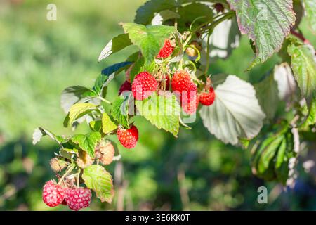 Ripe red raspberries growing on a green bush in a garden. Summer harvest, organic fruit, healthy food, nature Stock Photo