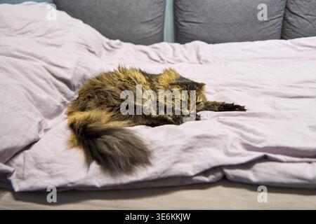 Relaxed long-haired brown tabby cat lying stretched on crumpled pale pink sheets with closed eyes on bed featuring gray cushions in natural light Stock Photo