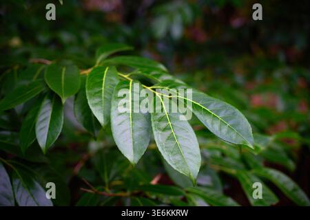 A close up of Laurel foliage. Stock Photo