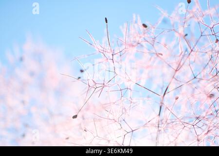 Soft pastel pink cotinus coggygria branches contrast with bright blue sky, featuring fine airy textures and gentle natural lighting in serene outdoor Stock Photo