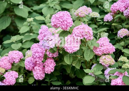 Clustered pink hydrangea flowers bloom abundantly amidst rich green foliage under soft natural daylight, creating fresh and serene garden scene Stock Photo