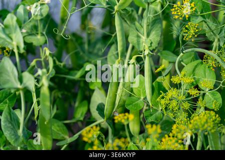 Fresh Green Pea Pods Hanging on Vines Among Leaves and Yellow Dill Flowers in Garden Stock Photo
