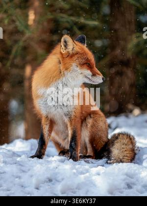 Red fox sitting in the snow during winter with soft bokeh background Stock Photo