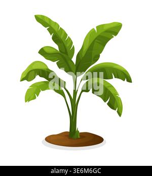 Tropical bananas palm tree. Design for banner, textile, wallpaper. Vector realistic illustration. Isolated on white background Stock Vector