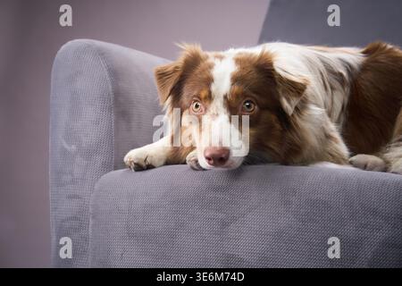 A tired Border Collie lies with its head on a grey armchair. The soft surroundings highlight its calm nature. Stock Photo