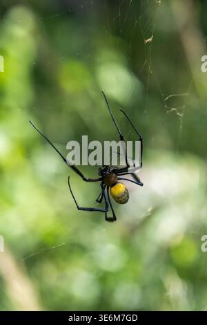 Close-up of a large, scary, female black-legged golden orb-web spider (Trichonephila fenestrate), suspended in a spiderweb Stock Photo