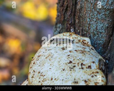 Small brown slug crawling on a large white bracket fungus on a tree trunk in autumn forest Stock Photo