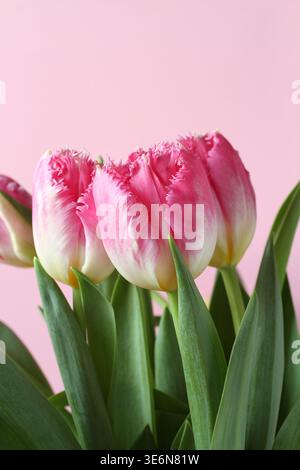 Bouquet of pink tulip flowers isolated on pink background. Closeup Stock Photo