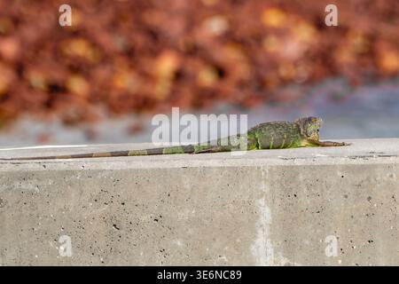 Sun Basking: Green Iguana on a Concrete Seawall in Riviera Beach, Florida Stock Photo