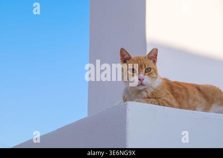 Orange tabby cat resting on white structure with clear blue sky background Stock Photo