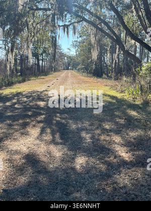 Spanish moss hanging from live oak trees along Florida Trail in Saint Marks National Wildlife Refuge. Stock Photo