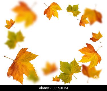 Flying autumn maple leaves collage isolated on white background fall concept Stock Photo