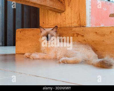 Fluffy cream-colored cat lounges under wooden structure. Cat stares calmly with dark eyes. Tiled floor and warm wood tones create cozy atmosphere. Per Stock Photo