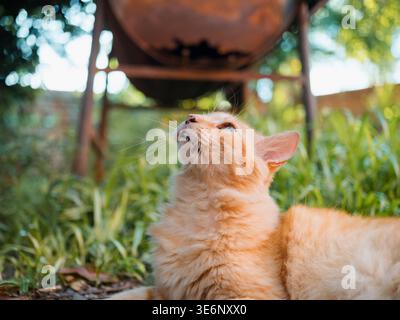 Orange tabby cat lounges in grass, eyes closed, enjoying warm sunlight. Fur glows golden under soft natural light. Head tilted up, ears relaxed, appea Stock Photo