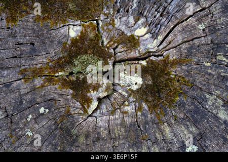 Close-up of cracked wood grain with green moss growing in the surface crevices, showing natural texture, aging patterns, and organic detail. Stock Photo