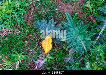 Bright yellow leaf resting on jagged green thistle leaves and grass, creating a bold color contrast and textured ground composition that evokes autumn Stock Photo
