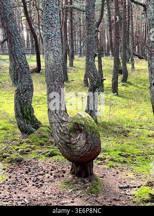 Twisted pine tree in the Dancing Forest on the Curonian Spit, Kaliningrad Oblast, Russia. Stock Photo