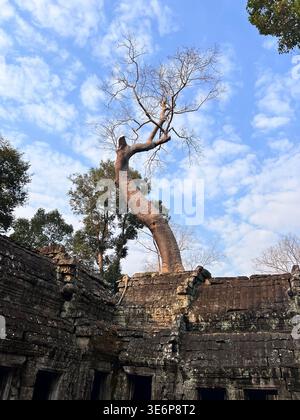 Tall tree growing above ruined temple walls at Ta Prohm in Siem Reap, Cambodia. Stock Photo