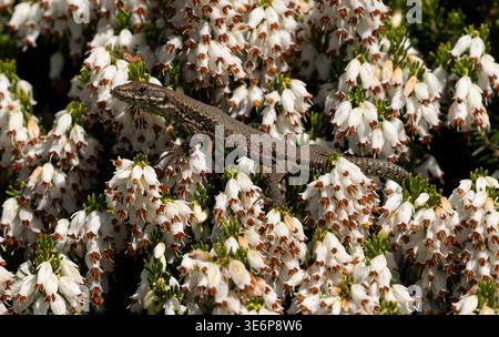 A common wall lizard (Podarcis muralis) on a flowering winter heath at the Horticulture Centre of the Pacific in Victoria, British Columbia, Canada. Stock Photo