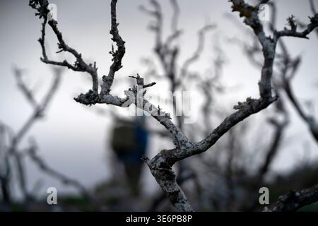 A mysterious forest with a dry tree without leaves with dark branches in the fog. Stock Photo
