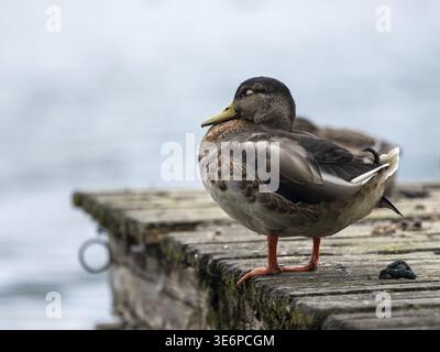 Mallard (Anas platyrhynchos) female sleeping on a jetty at Lake Chiemsee, Bavaria, Germany Stock Photo