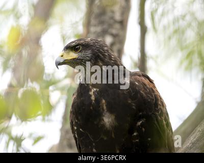 Portrait of a desert buzzard (Parabuteo unicinctus), Buenos Aires, Argentina Stock Photo