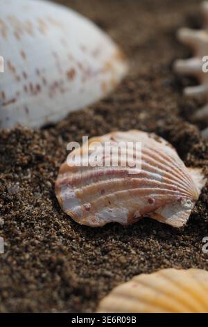 Shells lying on the sandy beach during daylight hours Stock Photo