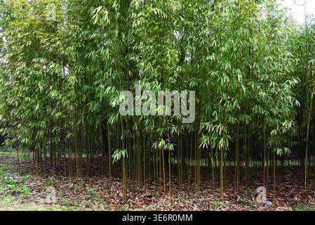 A scene of bamboo groves in Japan. The bamboo emits a natural fragrance called 'terpenes,' which has acalming effect on the mind. Stock Photo