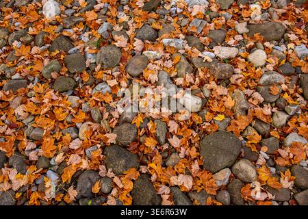 Fallen orange and brown maple leaves covering smooth river stones on the ground Stock Photo