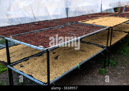 honey coffee beans natural sun dry process on the shelf at chiang mai thailand, selective focus. Stock Photo