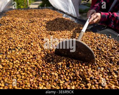 farmer shecking  honey coffee beans natural sun dry process. on the floor. Stock Photo