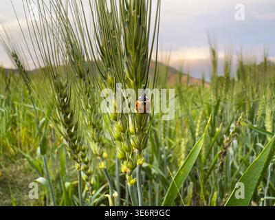 Ladybird beetle on wheat ear. Sustainable farming concept. Stock Photo