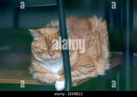 Ginger domestic cat resting on a chair outdoors, Włoszczowice, Świętokrzyskie Voivodeship, Poland. Stock Photo
