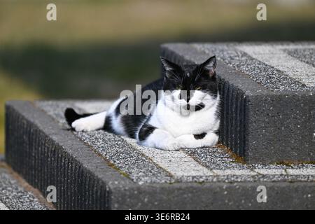 Black and white domestic cat resting on outdoor concrete steps, Bebnów, Świętokrzyskie Voivodeship, Poland. Stock Photo