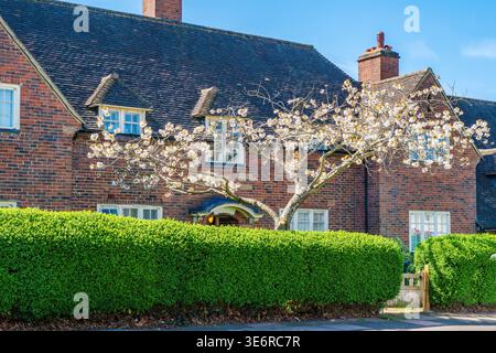 Beautiful cherry blossom tree outside a residential street in London, UK Stock Photo