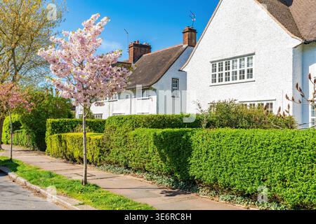 Beautiful cherry blossom line a residential street in Hampstead Garden Subarb, London, UK Stock Photo