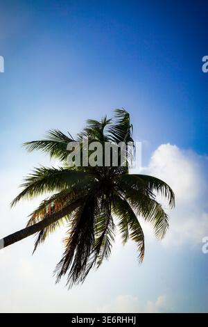 Palm tree seen from low angle with fronds extending into blue sky and scattered clouds in tropical outdoor environment Stock Photo