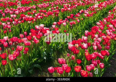 Pink Tulips. Stock Photo