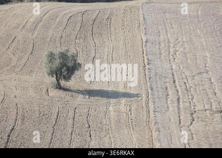 a single olive tree in the plowed field Stock Photo