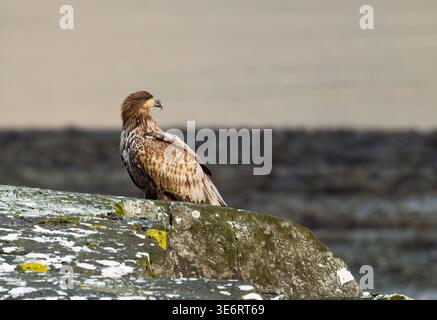 White-tailed Sea eagle (Haliaeetus albicilla) perched on ta rock at the side of a loch, Isle of Mull, Scotland Stock Photo