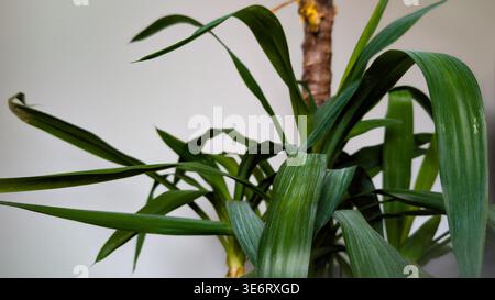 Close-up of yucca palm leaves with white stripes, macro horizontal Stock Photo