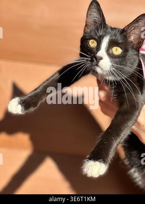 Cute black and white kitten portrait holding on the hands outdoors Stock Photo