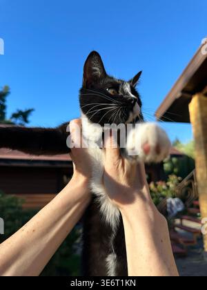 Cute black and white kitten portrait holding on the hands outdoors Stock Photo