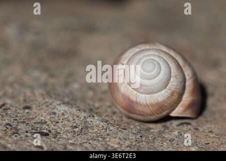 an empty snail shell on the rock Stock Photo