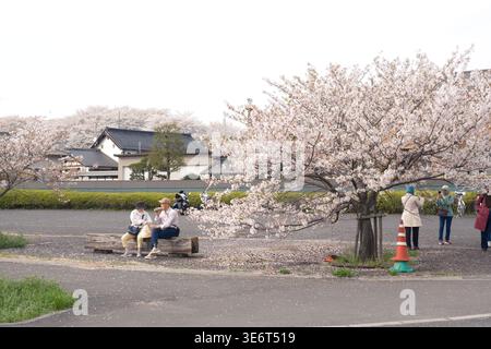 A relaxing spring day at a Japanese park, with people sitting on a wooden bench and taking photos under a wide, blooming cherry blossom tree in Satte Stock Photo